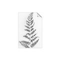 Picture of Dried Fern Leaf  _GroupedProduct_Rectangle_Portrait_Photography _GroupedProduct_Rectangle_Portrait_Unframed_Print_Only_