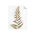 Picture of Dried Fern Leaf  _GroupedProduct_Rectangle_Portrait_Photography _GroupedProduct_Rectangle_Portrait_Unframed_Print_Only_