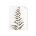 Picture of Dried Fern Leaf  _GroupedProduct_Rectangle_Portrait_Photography _GroupedProduct_Rectangle_Portrait_Unframed_Print_Only_