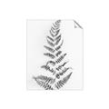 Picture of Dried Fern Leaf  _GroupedProduct_Rectangle_Portrait_Photography _GroupedProduct_Rectangle_Portrait_Unframed_Print_Only_