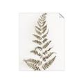 Picture of Dried Fern Leaf  _GroupedProduct_Rectangle_Portrait_Photography _GroupedProduct_Rectangle_Portrait_Unframed_Print_Only_