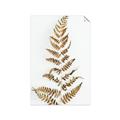 Picture of Dried Fern Leaf  _GroupedProduct_Rectangle_Portrait_Photography _GroupedProduct_Rectangle_Portrait_Unframed_Print_Only_