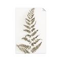 Picture of Dried Fern Leaf  _GroupedProduct_Rectangle_Portrait_Photography _GroupedProduct_Rectangle_Portrait_Unframed_Print_Only_