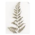 Picture of Dried Fern Leaf  _GroupedProduct_Rectangle_Portrait_Photography _GroupedProduct_Rectangle_Portrait_Unframed_Print_Only_