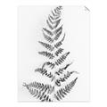 Picture of Dried Fern Leaf  _GroupedProduct_Rectangle_Portrait_Photography _GroupedProduct_Rectangle_Portrait_Unframed_Print_Only_
