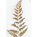 Picture of Dried Fern Leaf  _GroupedProduct_Rectangle_Portrait_Photography _GroupedProduct_Rectangle_Portrait_Unframed_Print_Only_
