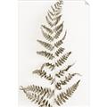 Picture of Dried Fern Leaf  _GroupedProduct_Rectangle_Portrait_Photography _GroupedProduct_Rectangle_Portrait_Unframed_Print_Only_