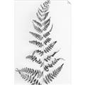 Picture of Dried Fern Leaf  _GroupedProduct_Rectangle_Portrait_Photography _GroupedProduct_Rectangle_Portrait_Unframed_Print_Only_