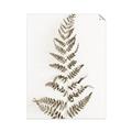 Picture of Dried Fern Leaf  _GroupedProduct_Rectangle_Portrait_Photography _GroupedProduct_Rectangle_Portrait_Unframed_Print_Only_