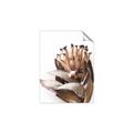 Picture of Dried Flower I  _GroupedProduct_Rectangle_Portrait_Photography _GroupedProduct_Rectangle_Portrait_Unframed_Print_Only_