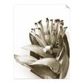 Picture of Dried Flower I  _GroupedProduct_Rectangle_Portrait_Photography _GroupedProduct_Rectangle_Portrait_Unframed_Print_Only_