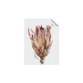 Picture of Dried Flower II _GroupedProduct_Rectangle_Portrait_Photography _GroupedProduct_Rectangle_Portrait_Unframed_Print_Only_