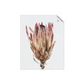 Picture of Dried Flower II _GroupedProduct_Rectangle_Portrait_Photography _GroupedProduct_Rectangle_Portrait_Unframed_Print_Only_