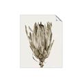 Picture of Dried Flower II _GroupedProduct_Rectangle_Portrait_Photography _GroupedProduct_Rectangle_Portrait_Unframed_Print_Only_