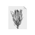 Picture of Dried Flower II _GroupedProduct_Rectangle_Portrait_Photography _GroupedProduct_Rectangle_Portrait_Unframed_Print_Only_