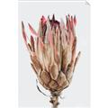 Picture of Dried Flower II _GroupedProduct_Rectangle_Portrait_Photography _GroupedProduct_Rectangle_Portrait_Unframed_Print_Only_