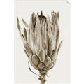 Picture of Dried Flower II _GroupedProduct_Rectangle_Portrait_Photography _GroupedProduct_Rectangle_Portrait_Unframed_Print_Only_