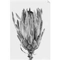 Picture of Dried Flower II _GroupedProduct_Rectangle_Portrait_Photography _GroupedProduct_Rectangle_Portrait_Unframed_Print_Only_