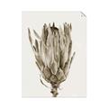 Picture of Dried Flower II _GroupedProduct_Rectangle_Portrait_Photography _GroupedProduct_Rectangle_Portrait_Unframed_Print_Only_