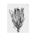 Picture of Dried Flower II _GroupedProduct_Rectangle_Portrait_Photography _GroupedProduct_Rectangle_Portrait_Unframed_Print_Only_