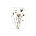 Picture of Dried Flower III  _GroupedProduct_Rectangle_Portrait_Photography _GroupedProduct_Rectangle_Portrait_Unframed_Print_Only_