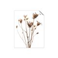 Picture of Dried Flower III  _GroupedProduct_Rectangle_Portrait_Photography _GroupedProduct_Rectangle_Portrait_Unframed_Print_Only_