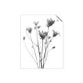 Picture of Dried Flower III  _GroupedProduct_Rectangle_Portrait_Photography _GroupedProduct_Rectangle_Portrait_Unframed_Print_Only_