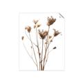 Picture of Dried Flower III  _GroupedProduct_Rectangle_Portrait_Photography _GroupedProduct_Rectangle_Portrait_Unframed_Print_Only_