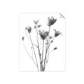 Picture of Dried Flower III  _GroupedProduct_Rectangle_Portrait_Photography _GroupedProduct_Rectangle_Portrait_Unframed_Print_Only_