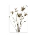 Picture of Dried Flower III  _GroupedProduct_Rectangle_Portrait_Photography _GroupedProduct_Rectangle_Portrait_Unframed_Print_Only_