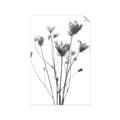Picture of Dried Flower III  _GroupedProduct_Rectangle_Portrait_Photography _GroupedProduct_Rectangle_Portrait_Unframed_Print_Only_