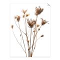 Picture of Dried Flower III  _GroupedProduct_Rectangle_Portrait_Photography _GroupedProduct_Rectangle_Portrait_Unframed_Print_Only_