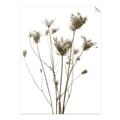 Picture of Dried Flower III  _GroupedProduct_Rectangle_Portrait_Photography _GroupedProduct_Rectangle_Portrait_Unframed_Print_Only_