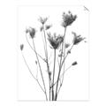 Picture of Dried Flower III  _GroupedProduct_Rectangle_Portrait_Photography _GroupedProduct_Rectangle_Portrait_Unframed_Print_Only_