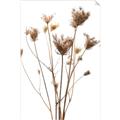 Picture of Dried Flower III  _GroupedProduct_Rectangle_Portrait_Photography _GroupedProduct_Rectangle_Portrait_Unframed_Print_Only_