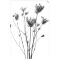 Picture of Dried Flower III  _GroupedProduct_Rectangle_Portrait_Photography _GroupedProduct_Rectangle_Portrait_Unframed_Print_Only_