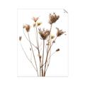 Picture of Dried Flower III  _GroupedProduct_Rectangle_Portrait_Photography _GroupedProduct_Rectangle_Portrait_Unframed_Print_Only_