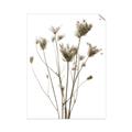 Picture of Dried Flower III  _GroupedProduct_Rectangle_Portrait_Photography _GroupedProduct_Rectangle_Portrait_Unframed_Print_Only_