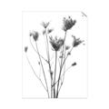 Picture of Dried Flower III  _GroupedProduct_Rectangle_Portrait_Photography _GroupedProduct_Rectangle_Portrait_Unframed_Print_Only_