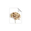 Picture of Dried Hydrangea _GroupedProduct_Rectangle_Portrait_Photography _GroupedProduct_Rectangle_Portrait_Unframed_Print_Only_