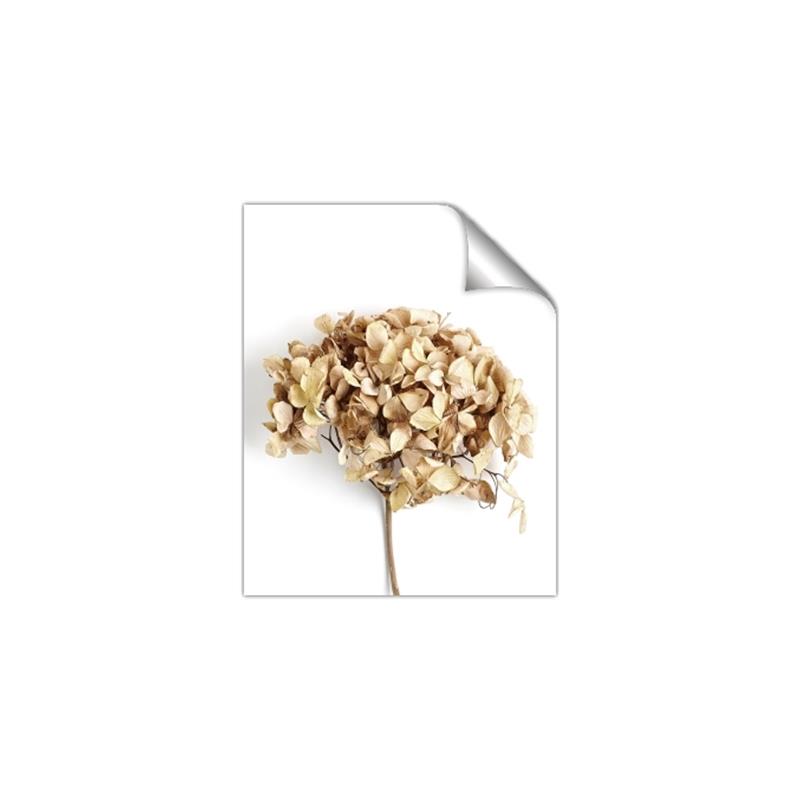 Picture of Dried Hydrangea _GroupedProduct_Rectangle_Portrait_Photography _GroupedProduct_Rectangle_Portrait_Unframed_Print_Only_