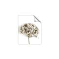 Picture of Dried Hydrangea _GroupedProduct_Rectangle_Portrait_Photography _GroupedProduct_Rectangle_Portrait_Unframed_Print_Only_