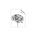 Picture of Dried Hydrangea _GroupedProduct_Rectangle_Portrait_Photography _GroupedProduct_Rectangle_Portrait_Unframed_Print_Only_