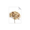 Picture of Dried Hydrangea _GroupedProduct_Rectangle_Portrait_Photography _GroupedProduct_Rectangle_Portrait_Unframed_Print_Only_