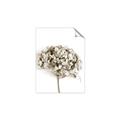 Picture of Dried Hydrangea _GroupedProduct_Rectangle_Portrait_Photography _GroupedProduct_Rectangle_Portrait_Unframed_Print_Only_