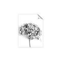 Picture of Dried Hydrangea _GroupedProduct_Rectangle_Portrait_Photography _GroupedProduct_Rectangle_Portrait_Unframed_Print_Only_