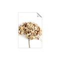 Picture of Dried Hydrangea _GroupedProduct_Rectangle_Portrait_Photography _GroupedProduct_Rectangle_Portrait_Unframed_Print_Only_