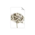 Picture of Dried Hydrangea _GroupedProduct_Rectangle_Portrait_Photography _GroupedProduct_Rectangle_Portrait_Unframed_Print_Only_