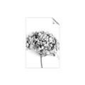 Picture of Dried Hydrangea _GroupedProduct_Rectangle_Portrait_Photography _GroupedProduct_Rectangle_Portrait_Unframed_Print_Only_