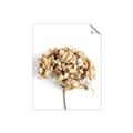 Picture of Dried Hydrangea _GroupedProduct_Rectangle_Portrait_Photography _GroupedProduct_Rectangle_Portrait_Unframed_Print_Only_